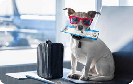 Traveling with Pets Made Easy: Must-Have Pet Travel Essentials