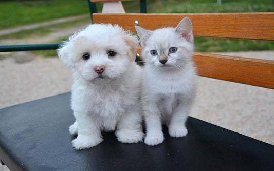 Pamper Your Pets with the Essentials They Deserve