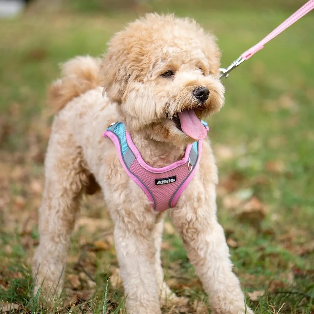 Step In Dog Harness Leash Set No Pull Escape Proof Soft Mesh Vest Reflective Bands Breathable Comfortable for Small Dogs